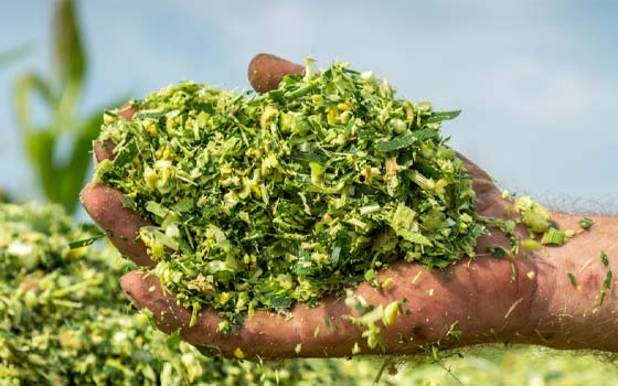 Mısır Silajı Nedir ?