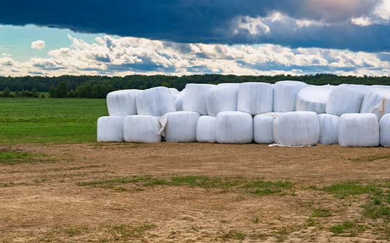 Silaj Kalitesi Nasıl Anlaşılır ?